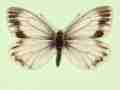 Pieris napi female (aberrant form funebris 2) (Internet Image property of respective owner, non-commercial use only)